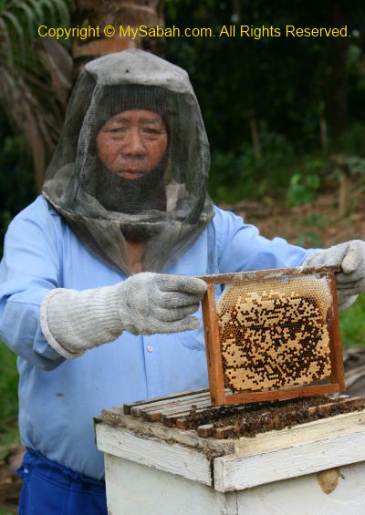 Bee farming