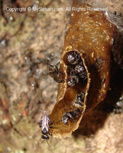 Stingless Bee nest