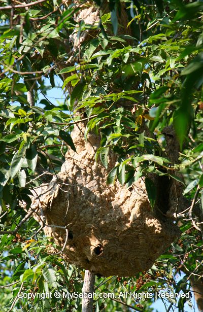 Huge hornet hive