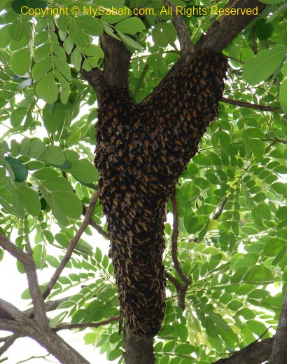 Swarm of wild honey bees on tree