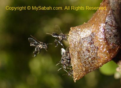 Stingless Bees Honey Bees And Other Bees Mysabah Com