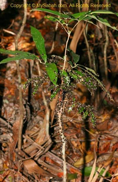 Stingless Bees in Gaya Island