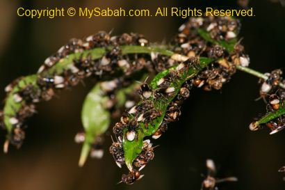 Stingless Bees