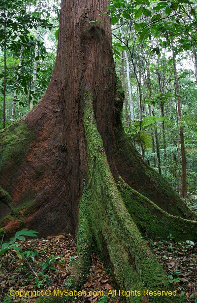 big tree