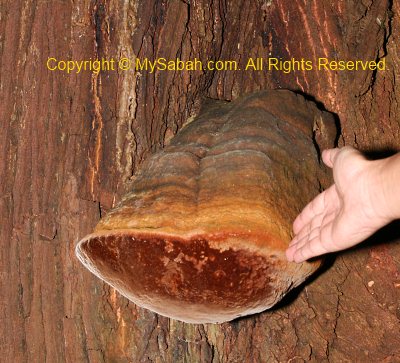 big fungi