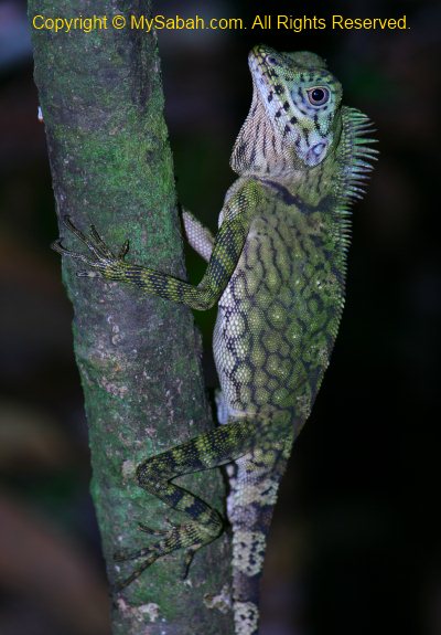 comb-crested agamid