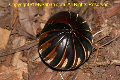 pill millipede