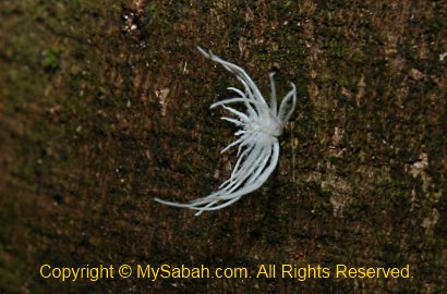 feather bug