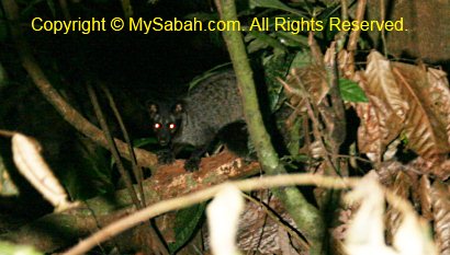 civet in night safari