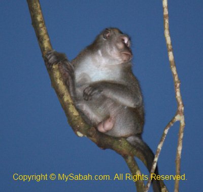 male monkey eggs