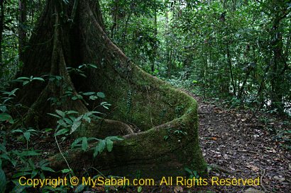 huge buttress root