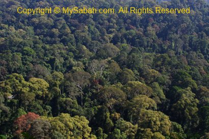 Rainforest of Danum Valley