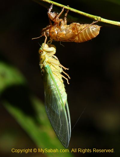 cicada