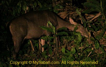 Sambar deer