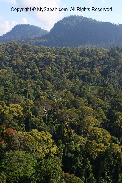 bird eye view of Danum Valley