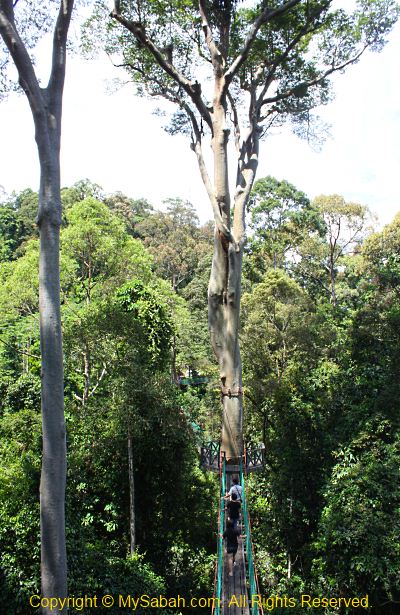 Canopy walk