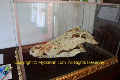 white crocodile skull
