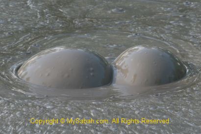 Bubbling in mud pool