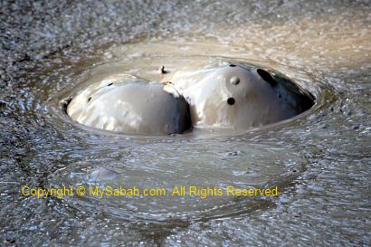 Bubbling in mud pool