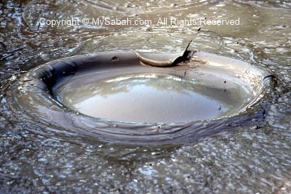 Bubbling in mud pool