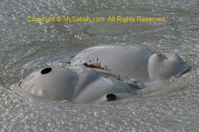 Bubbling in mud pool