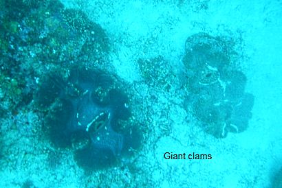 giant clams