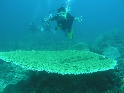 huge table coral