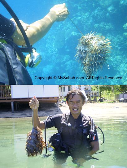 Crown-of-thorns starfish