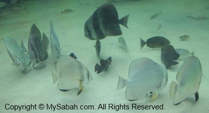 Bat fishes