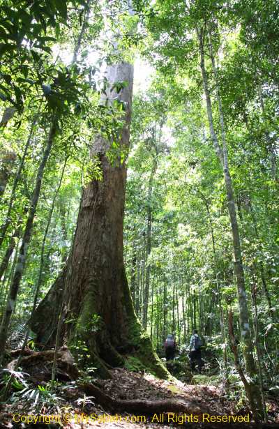 dipterocarp forest