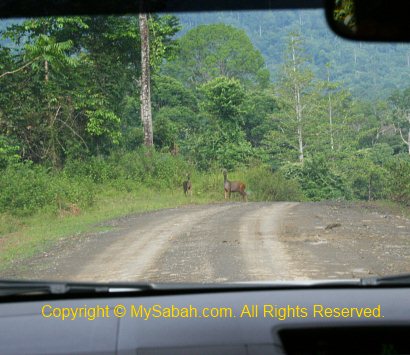 Sambar deer