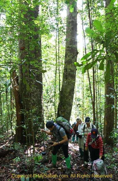 rainforest of Maliau