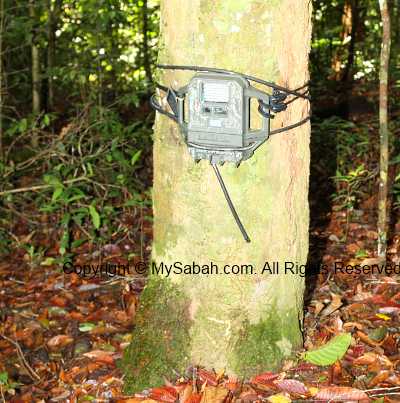 camera trap