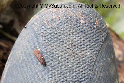 leech on my shoe