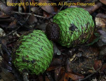 fruit of Agathis tree