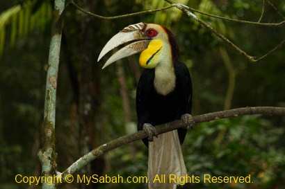 hornbill