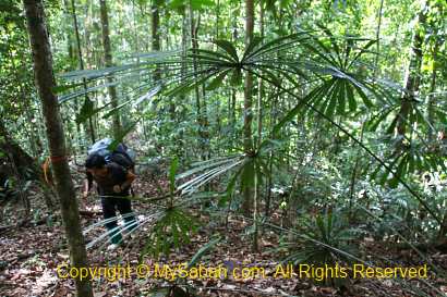 Fan palm