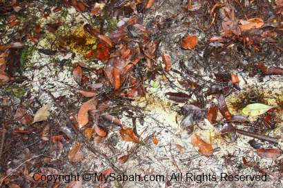 white sandy soil