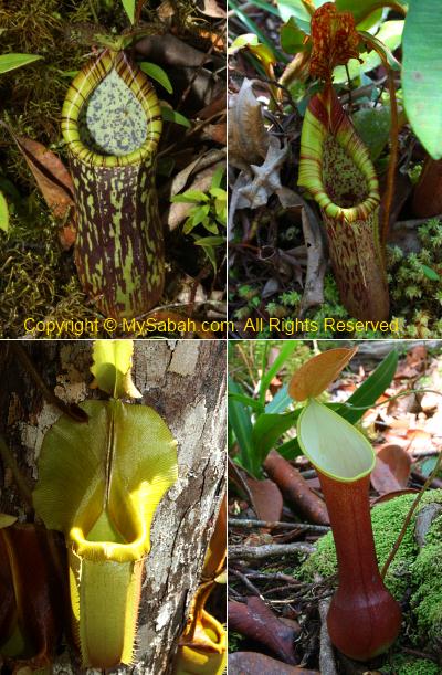 pitcher plant