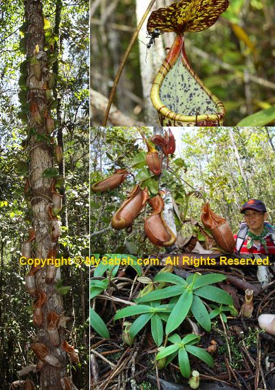 pitcher plant