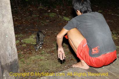 feeding the Malay Civet