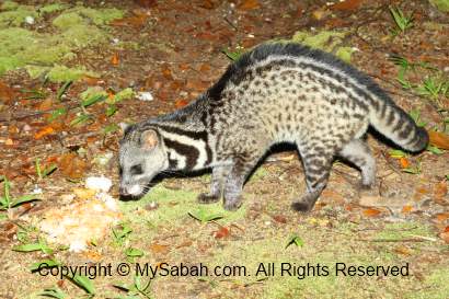 Malay Civet