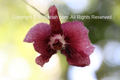 Dendrobium cinnabarinum