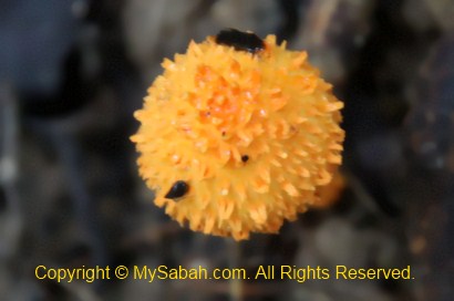 orange fungi