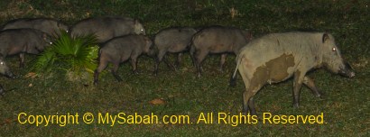 wild boar and babies