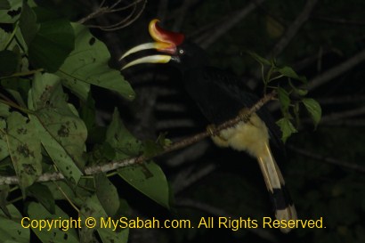 Rhinoceros hornbill