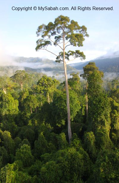 sunrise in Maliau Basin