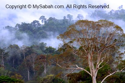 sunrise in Maliau Basin