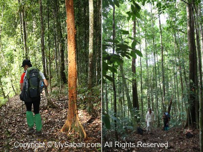 jungle trekking