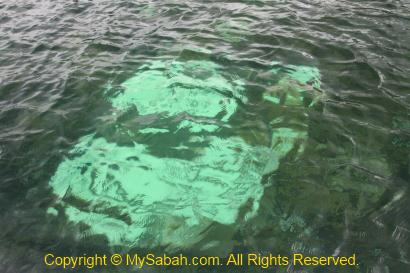 Coral bleaching in Usukan Cove Lodge